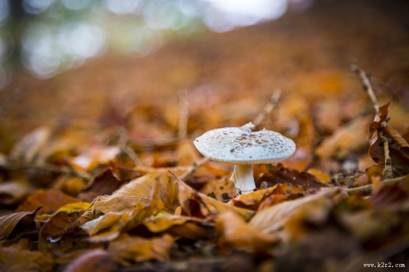 森林中的野生蘑菇图片大全
