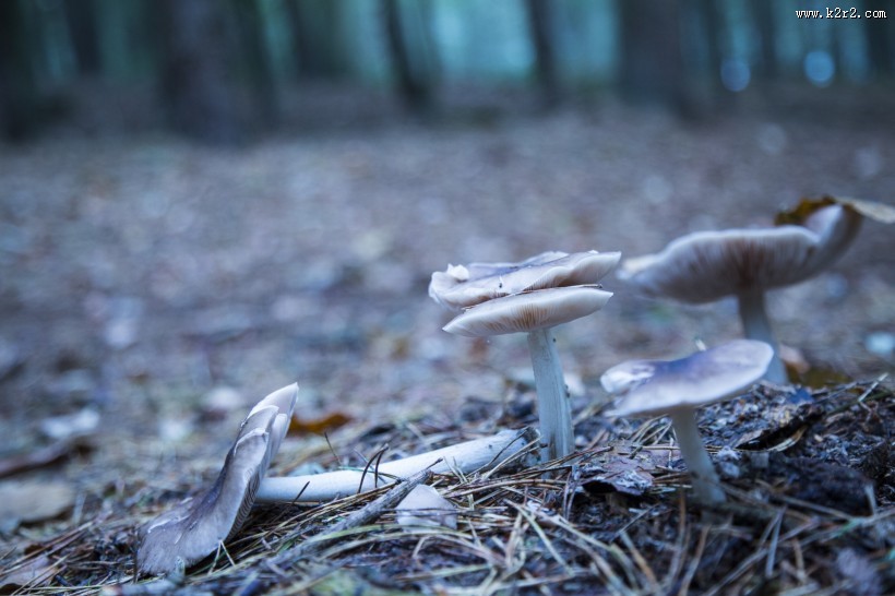森林中的野生蘑菇图片大全
