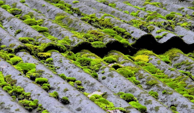 瓦上的苔藓图片