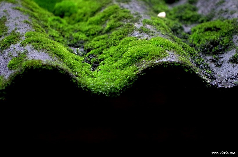 瓦上的苔藓图片