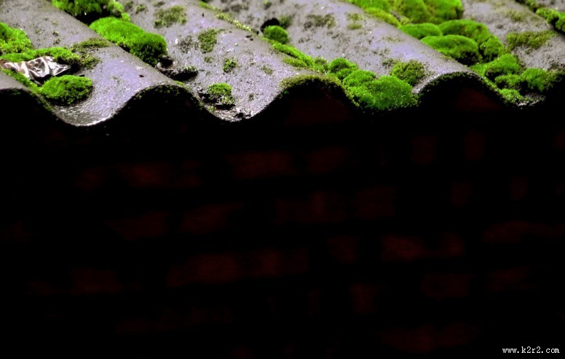 瓦上的苔藓图片