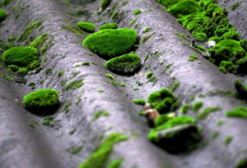 瓦上的苔藓图片