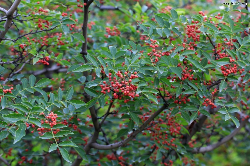 花椒树图片