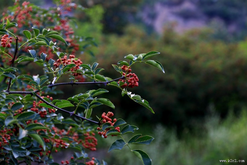 花椒树图片