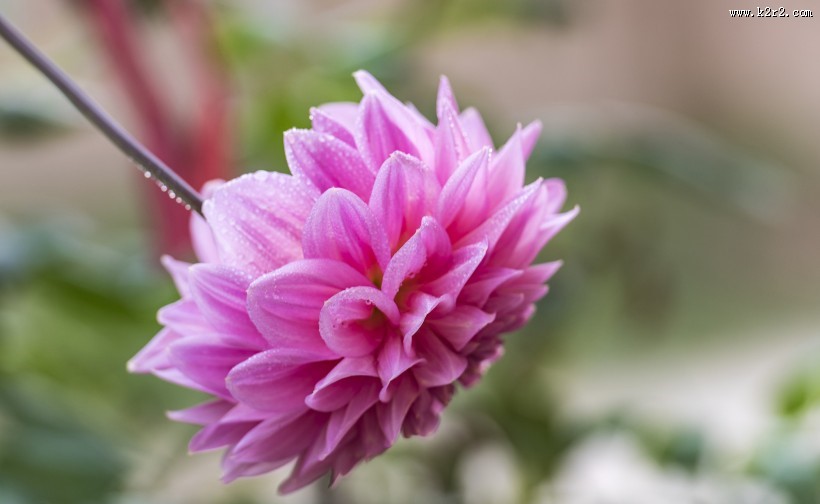 粉色大丽菊图片