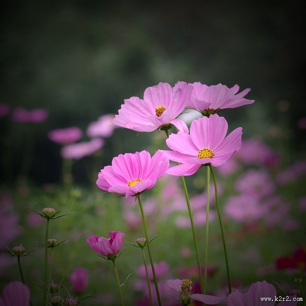 粉色波斯菊图片