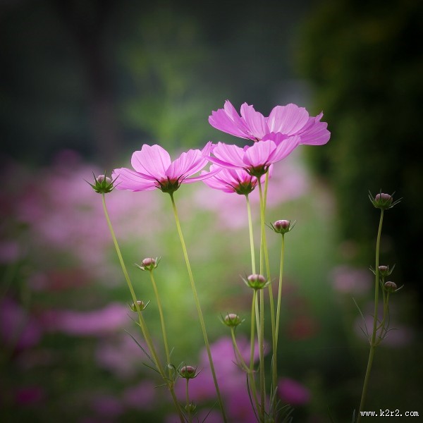 粉色波斯菊图片