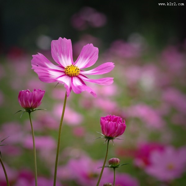 粉色波斯菊图片