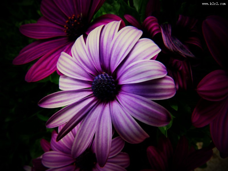 红色野菊花图片