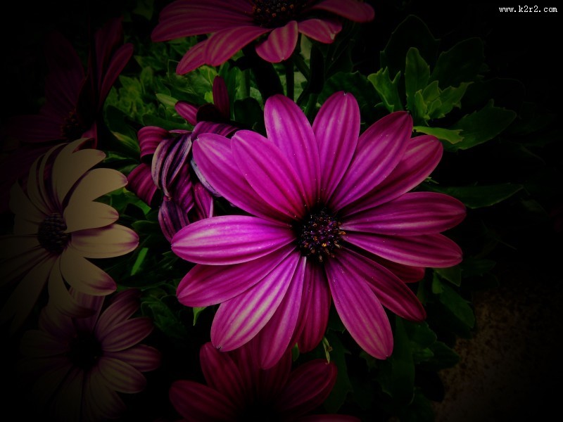 红色野菊花图片