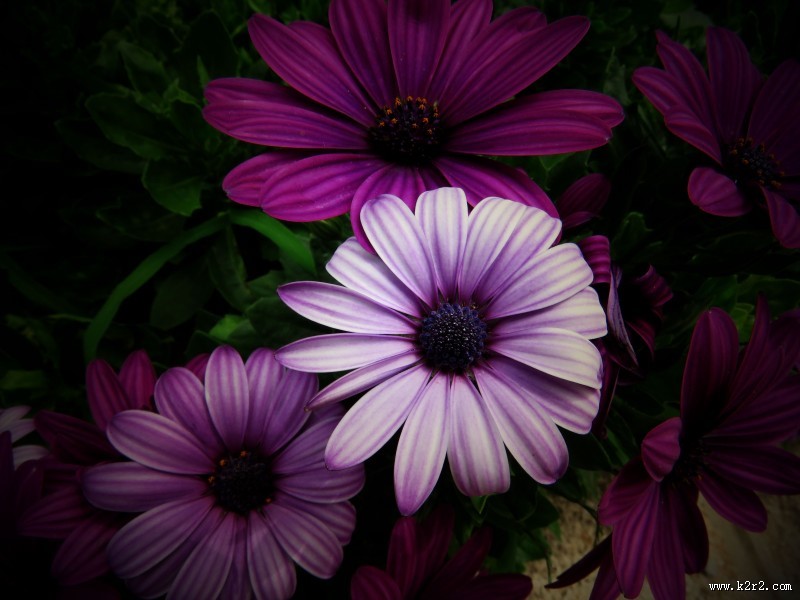 红色野菊花图片