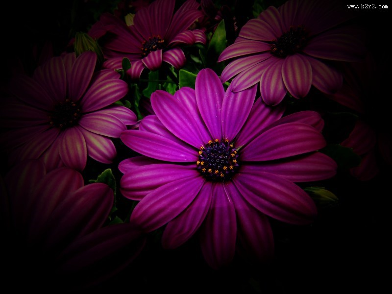 红色野菊花图片