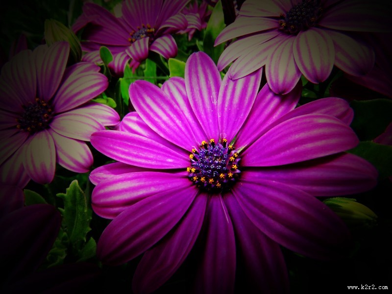 红色野菊花图片