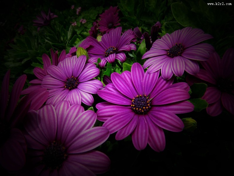 红色野菊花图片