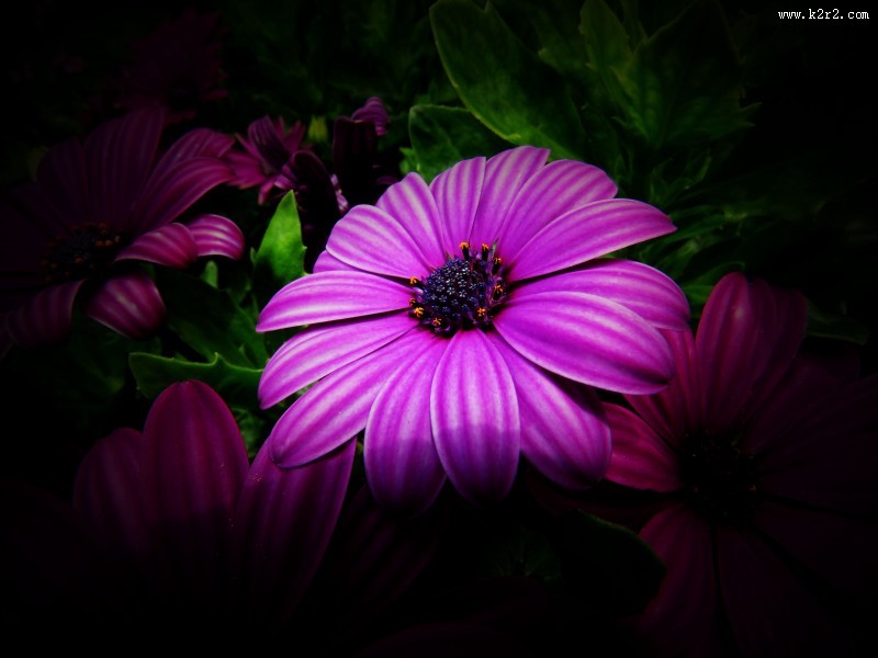 红色野菊花图片