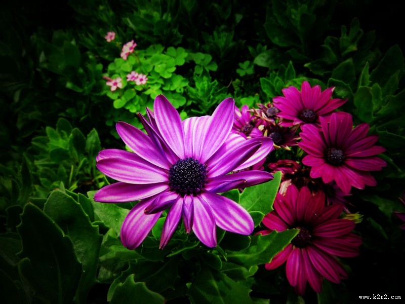 红色野菊花图片