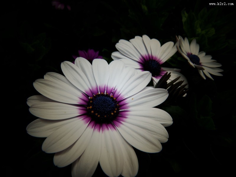 红色野菊花图片