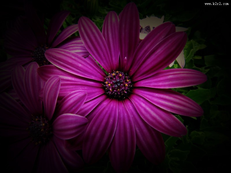 红色野菊花图片