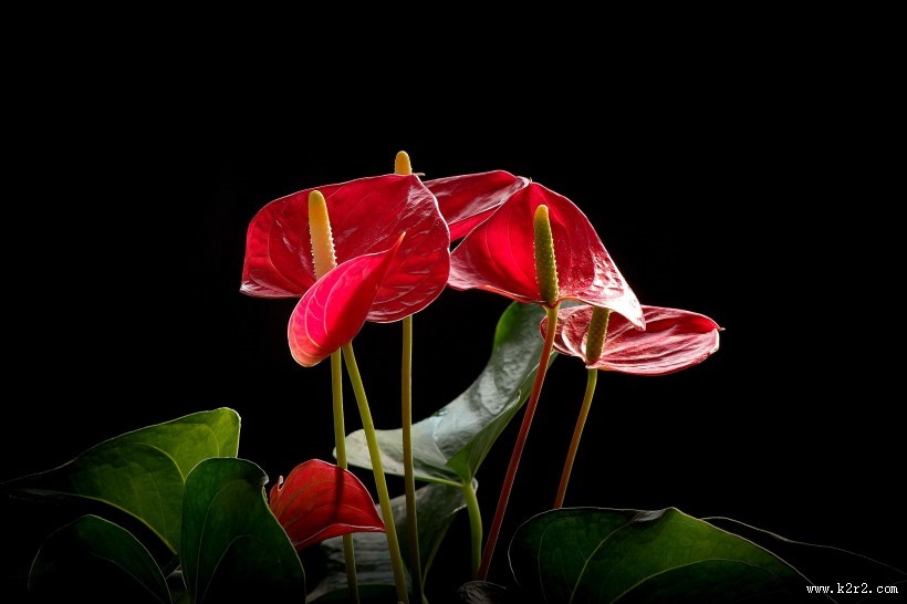 娇艳的红掌图片