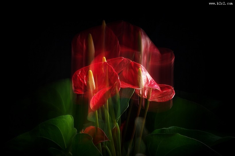 娇艳的红掌图片