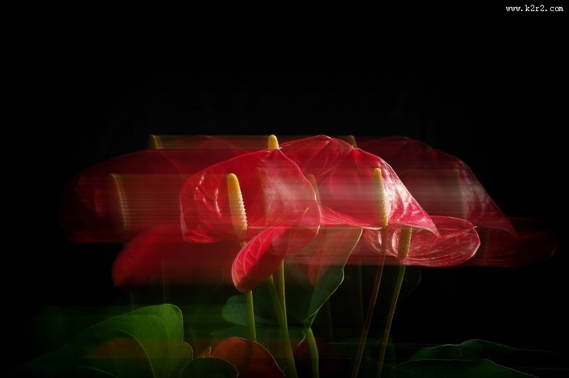 娇艳的红掌图片