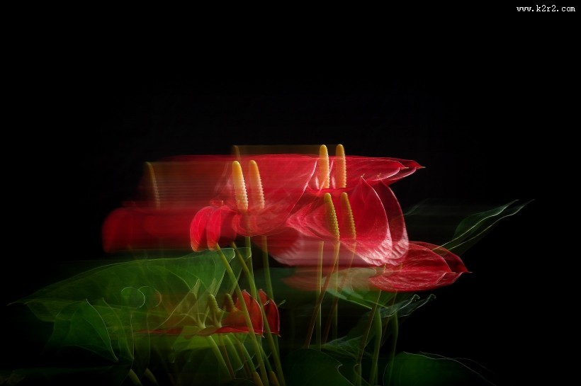 娇艳的红掌图片