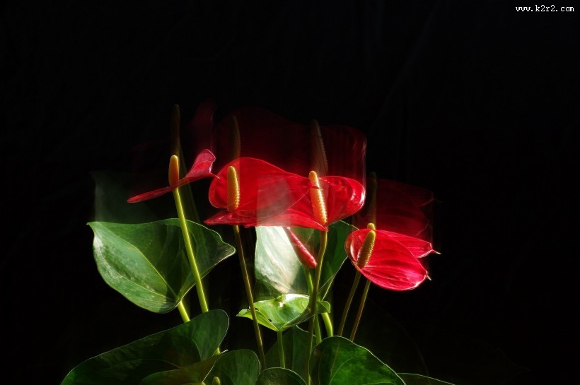 娇艳的红掌图片