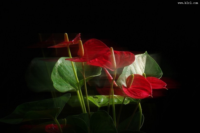 娇艳的红掌图片