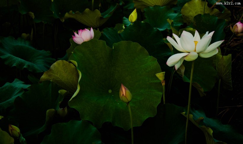 荷花图片大全