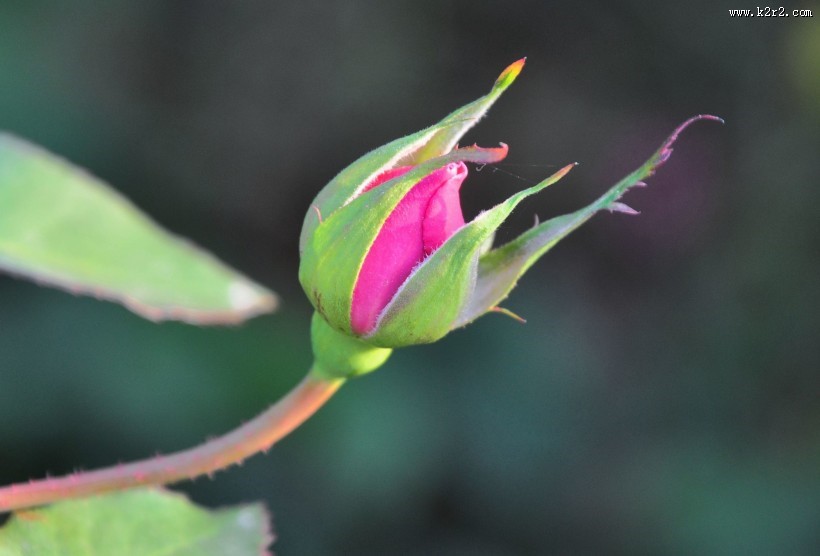 娇艳月季花图片大全