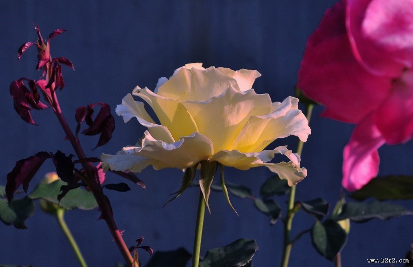 娇艳月季花图片大全