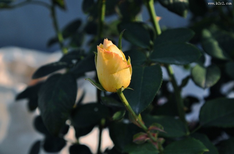 娇艳月季花图片大全