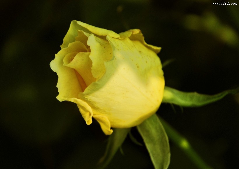 娇艳月季花图片大全