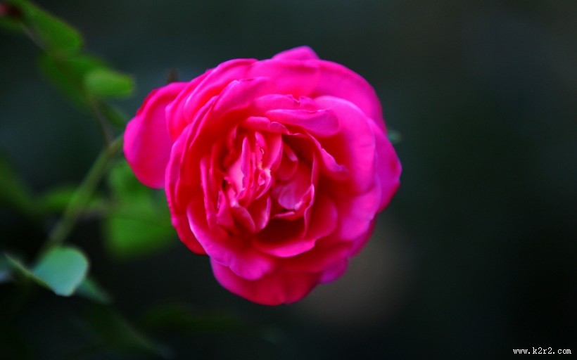 娇艳月季花图片大全