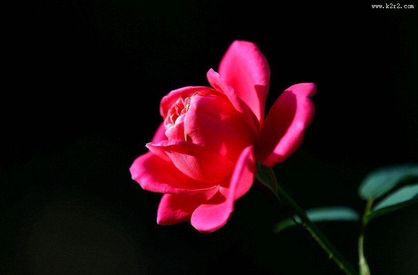 娇艳月季花图片大全