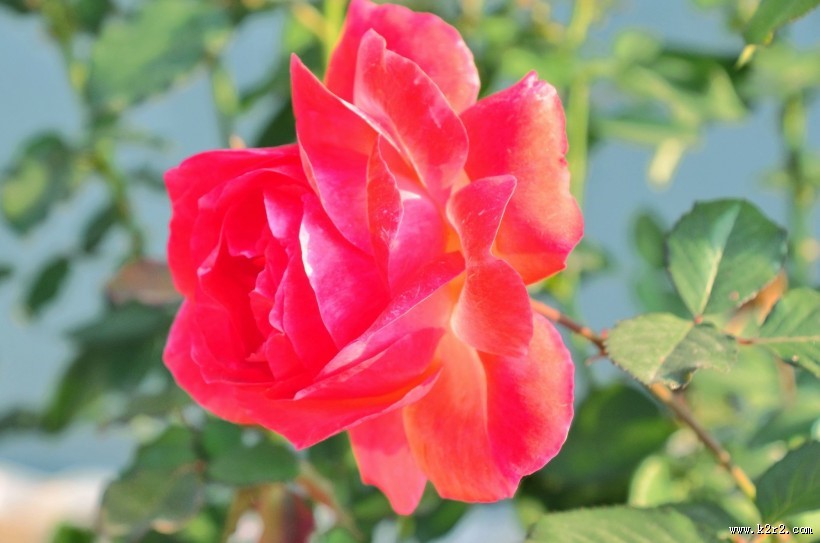 娇艳月季花图片大全