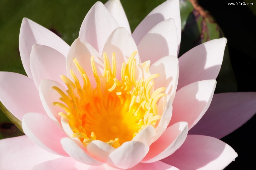 晨开午合的亮粉睡莲图片