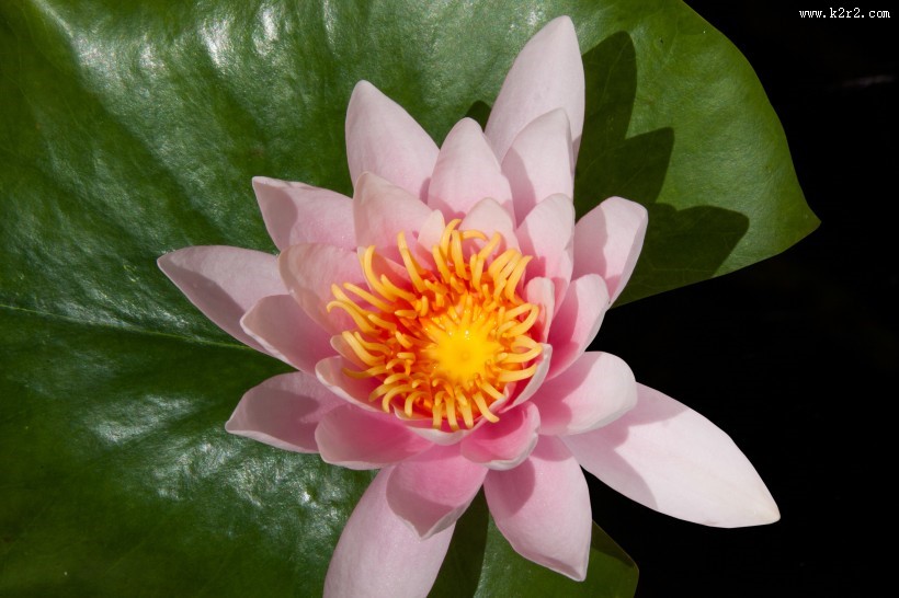 晨开午合的亮粉睡莲图片