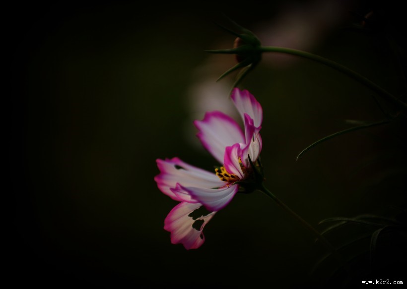 清纯淡雅格桑花图片