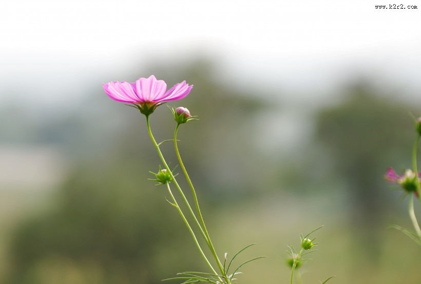 清纯淡雅格桑花图片
