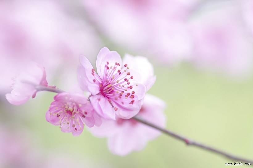 淡粉色梅花图片