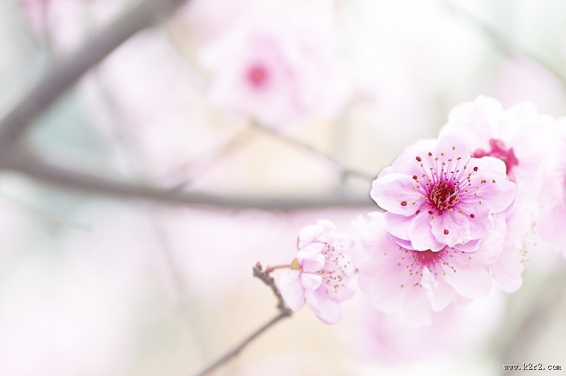 淡粉色梅花图片