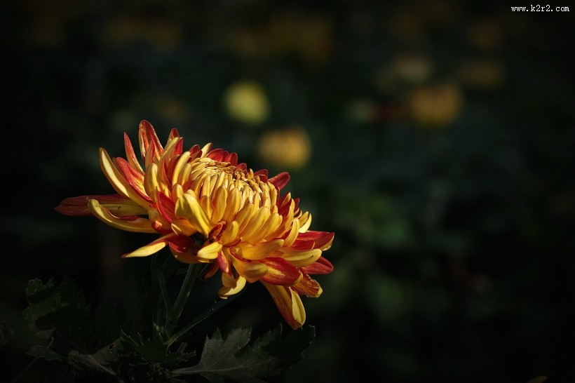 娇艳的菊花图片大全