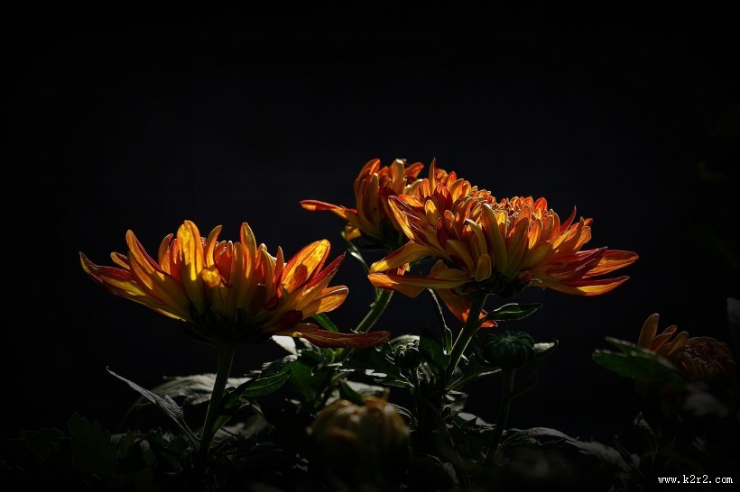 娇艳的菊花图片大全