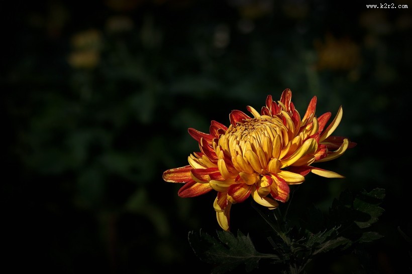 娇艳的菊花图片大全