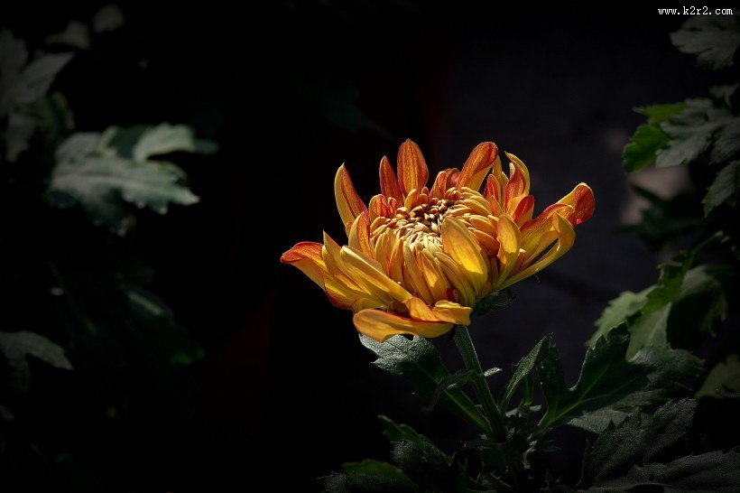 娇艳的菊花图片大全