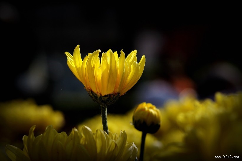 娇艳的菊花图片大全