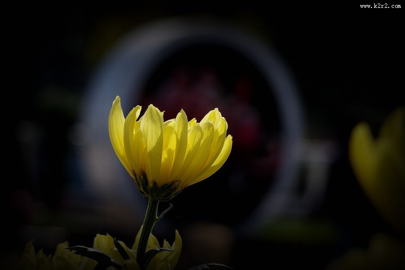 娇艳的菊花图片大全