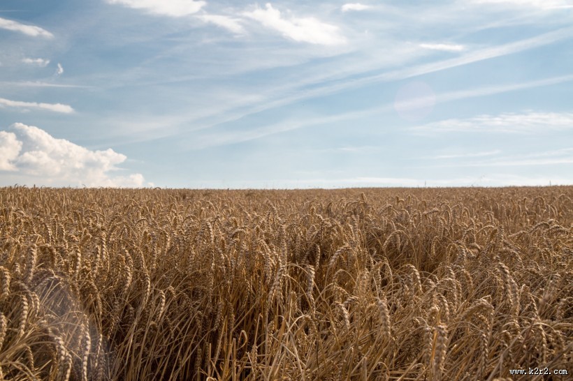 金黄成熟的麦子图片