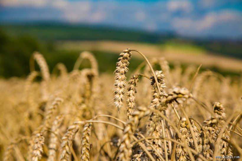 金黄成熟的麦子图片
